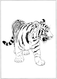 老虎线描 老虎白描 老虎素描