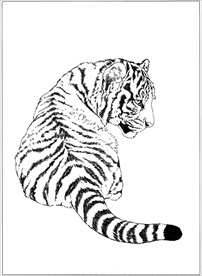 老虎线描 老虎白描 老虎素描