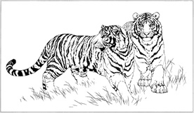 老虎线描 老虎白描 老虎素描