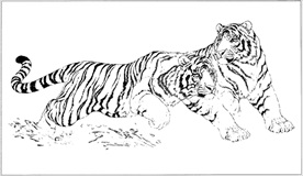 老虎线描 老虎白描 老虎素描