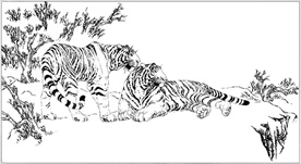 老虎线描 老虎白描 老虎素描