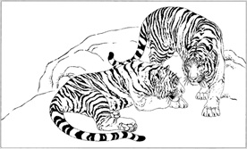老虎线描 老虎白描 老虎素描