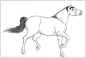 骏马线描 骏马白描 骏马素描