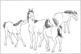 骏马线描 骏马白描 骏马素描