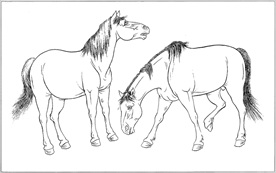 骏马线描 骏马白描 骏马素描