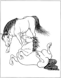 骏马线描 骏马白描 骏马素描