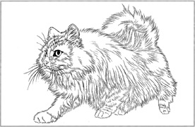 猫咪线描 猫咪白描 猫咪素描