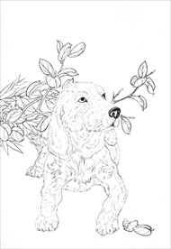 名犬线描 名犬白描 名犬素描