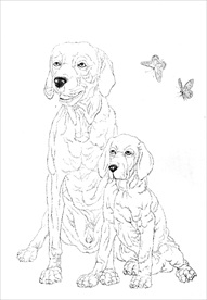 名犬线描 名犬白描 名犬素描