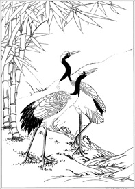 仙鹤线描 仙鹤白描 仙鹤素描