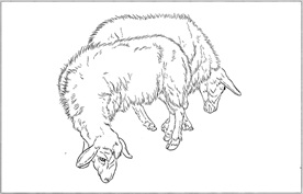 山羊线描 山羊白描 山羊素描