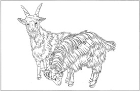 山羊线描 山羊白描 山羊素描