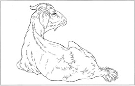 山羊线描 山羊白描 山羊素描