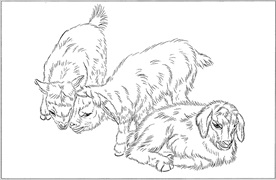 山羊线描 山羊白描 山羊素描