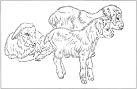 山羊线描 山羊白描 山羊素描