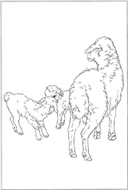 山羊线描 山羊白描 山羊素描