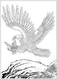 雄鹰线描 雄鹰白描 雄鹰素描