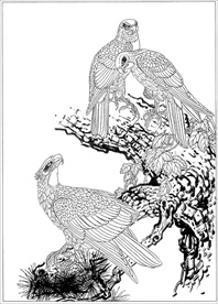 雄鹰线描 雄鹰白描 雄鹰素描