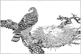 雄鹰线描 雄鹰白描 雄鹰素描