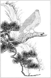 雄鹰线描 雄鹰白描 雄鹰素描