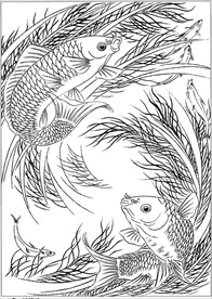 连年有余 鲤鱼线描 金鱼线描