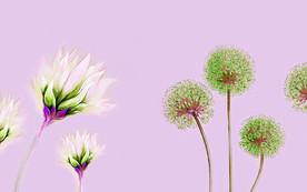 简约蒲公英花卉电视背景墙