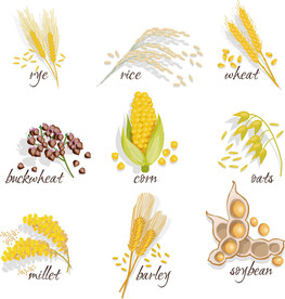 主食矢量设计素材