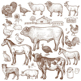 家禽手绘素描矢量设计素材