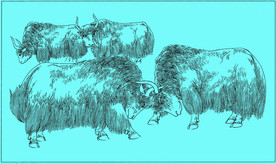 牦牛线描 牦牛白描 牦牛素描