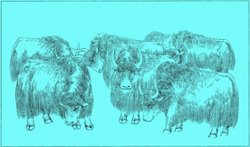 牦牛线描 牦牛白描 牦牛素描