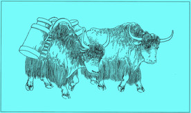 牦牛线描 牦牛白描 牦牛素描