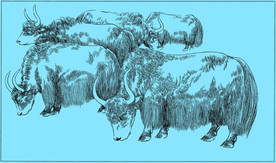 牦牛线描 牦牛白描 牦牛素描