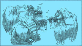 牦牛线描 牦牛白描 牦牛素描