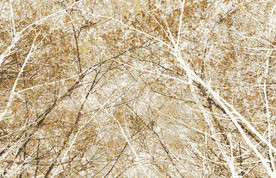 复古怀旧树林背景装饰画