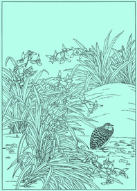 蕙兰线描 蕙兰白描 蕙兰素描