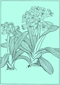 君子兰线描 君子兰白描 君子兰