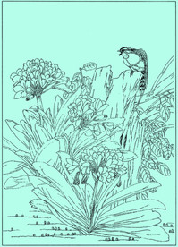 君子兰线描 君子兰白描 君子兰