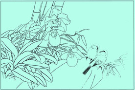 洋兰线描 洋兰白描 洋兰素描