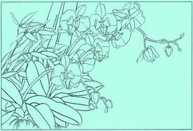 洋兰线描 洋兰白描 洋兰素描