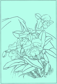 洋兰线描 洋兰白描 洋兰素描