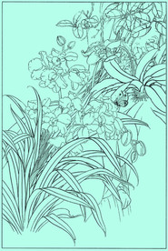 洋兰线描 洋兰白描 洋兰素描