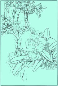 洋兰线描 洋兰白描 洋兰素描