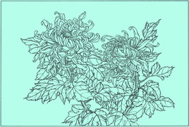 菊花线描 菊花白描 菊花素描