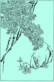 菊花线描 菊花白描 菊花素描