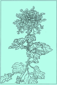 菊花线描 菊花白描 菊花素描