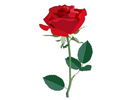 卡通玫瑰花图片