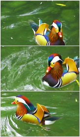 绿色湖面上的一只鸳鸯