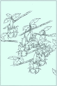 曼陀罗线描 曼陀罗白描 曼陀罗