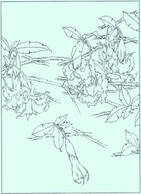 曼陀罗线描 曼陀罗白描 曼陀罗