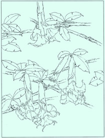 曼陀罗线描 曼陀罗白描 曼陀罗